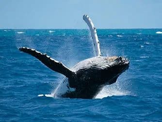 Tour Avistamiento de Ballenas